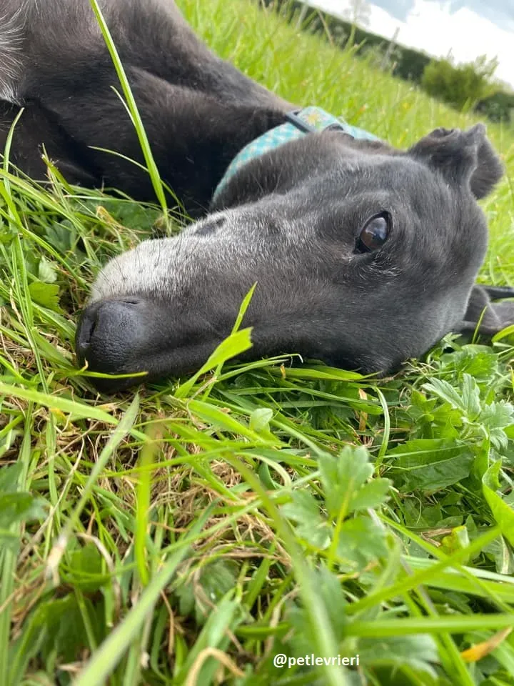 grace adozione greyhound 10 1