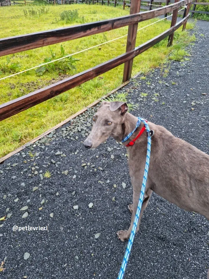 grace adozione greyhound 10 2