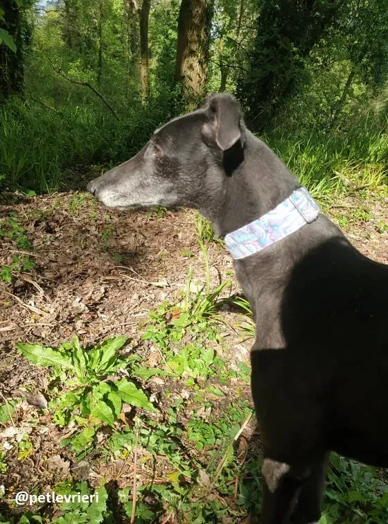 grace adozione greyhound 10