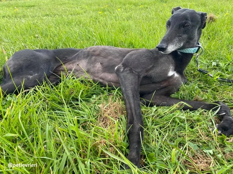 grace adozione greyhound 11 1