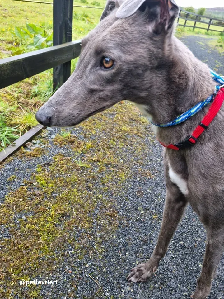 grace adozione greyhound 11 2