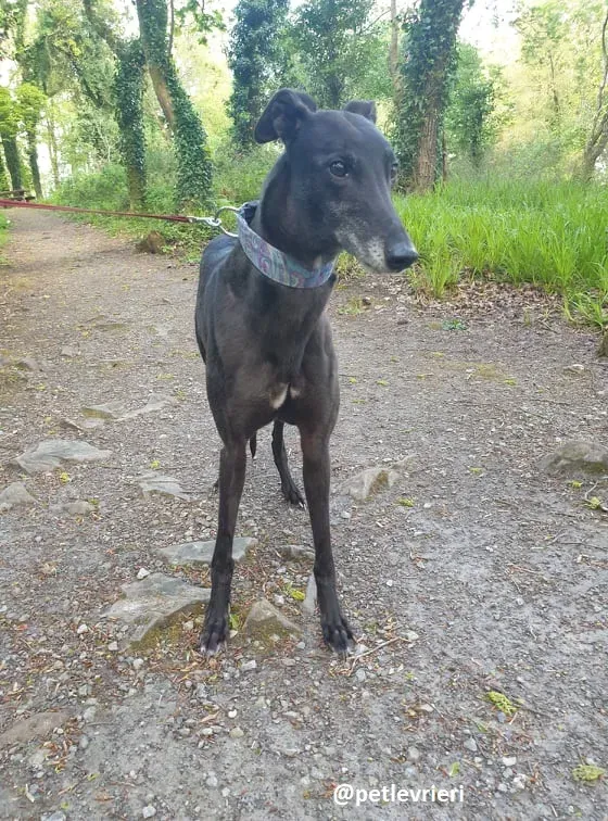 grace adozione greyhound 11