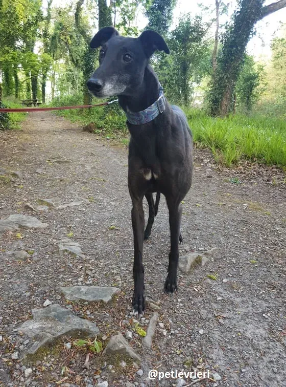 grace adozione greyhound 12