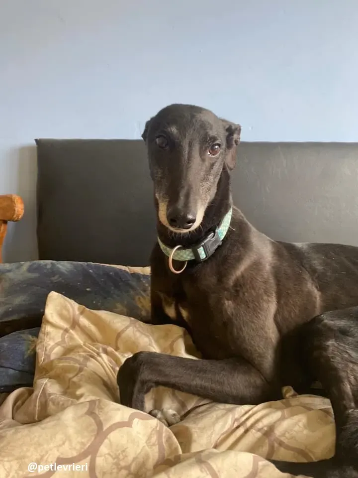 grace adozione greyhound 13 1