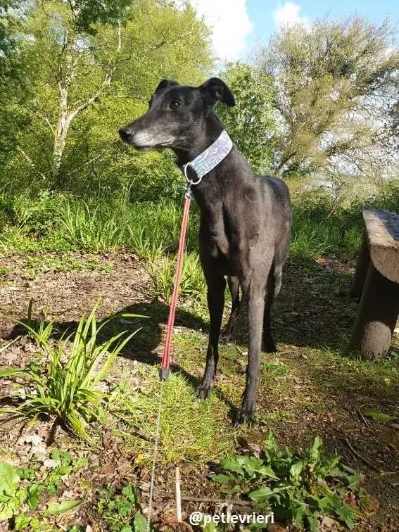 grace adozione greyhound 13