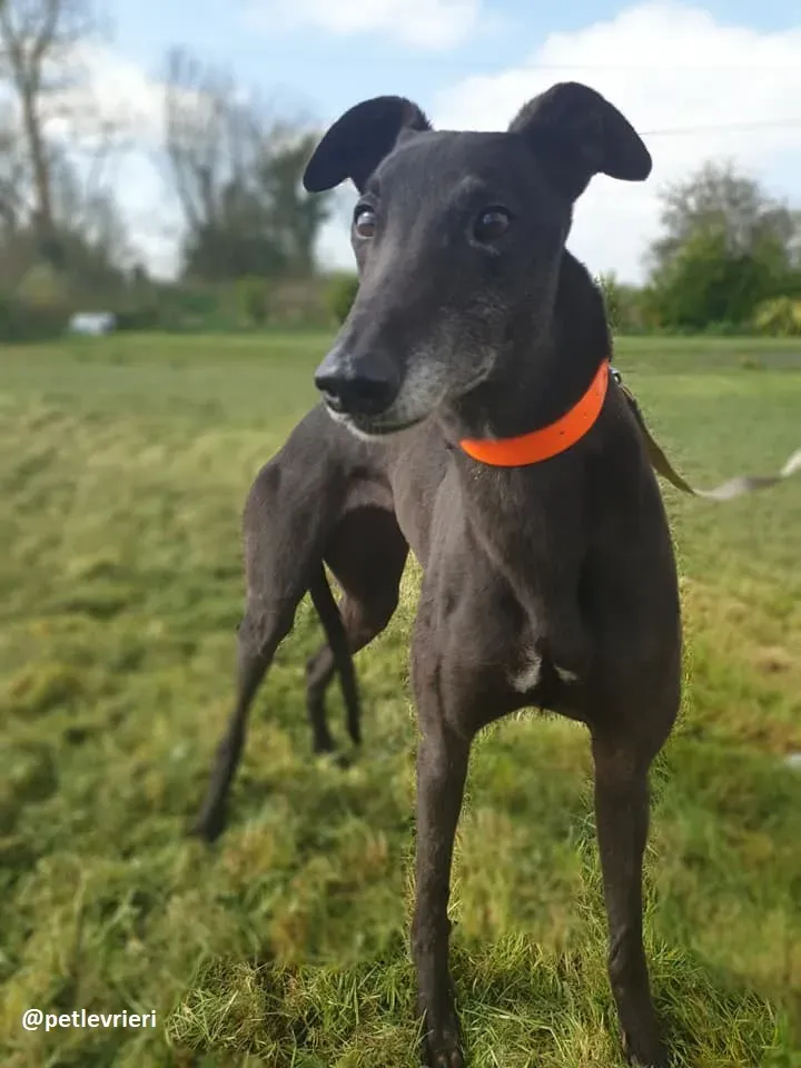 grace adozione greyhound 14