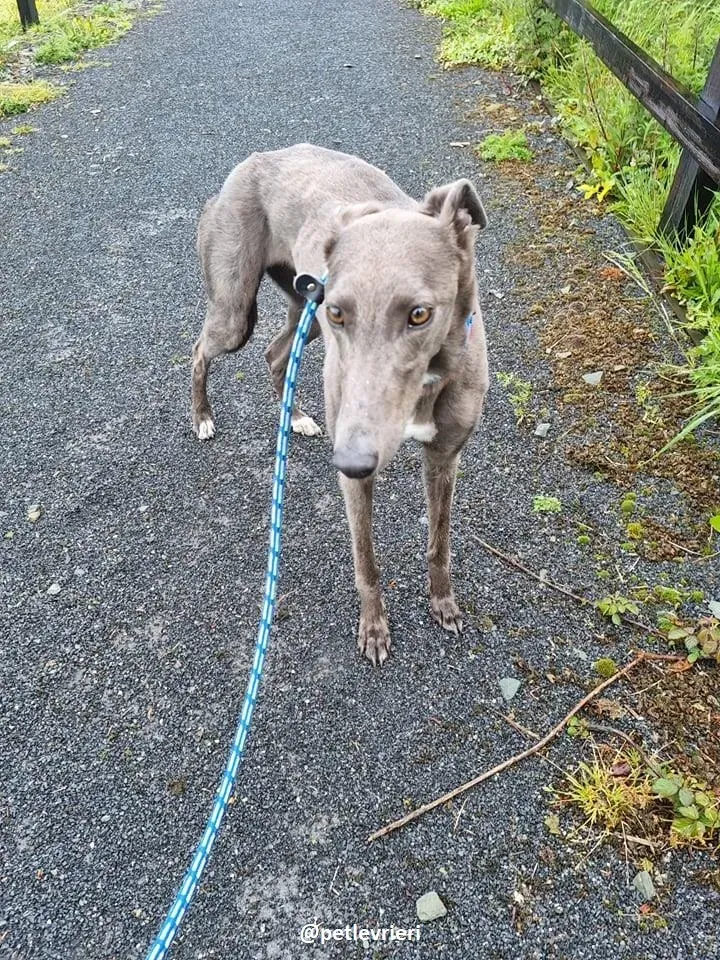 grace adozione greyhound 15