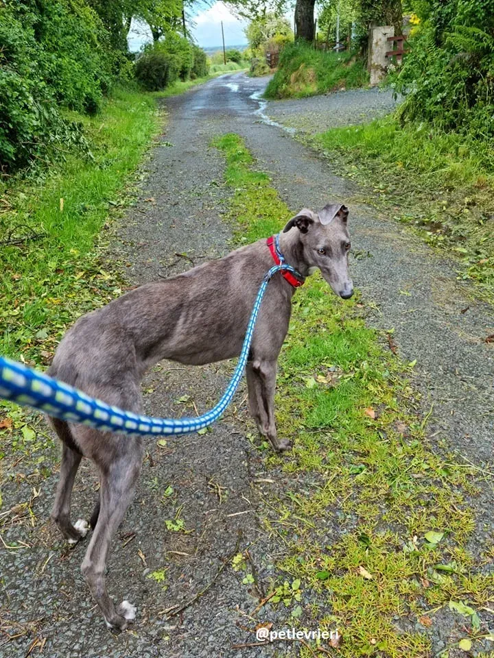 grace adozione greyhound 2 2