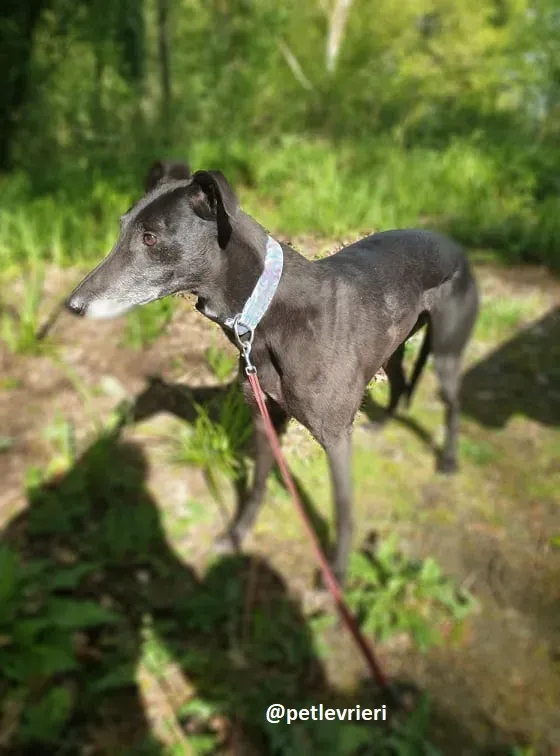 grace adozione greyhound 2