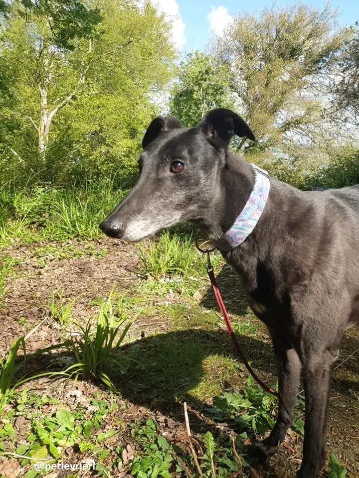 grace adozione greyhound 3 1