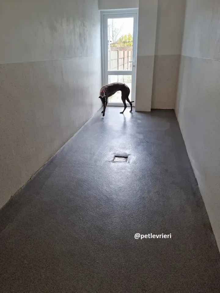 grace adozione greyhound 3 2