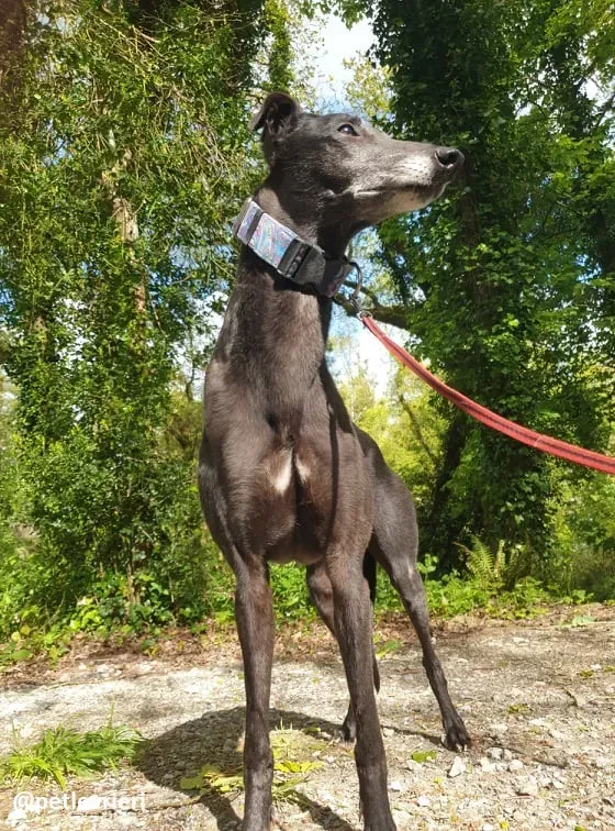 grace adozione greyhound 3