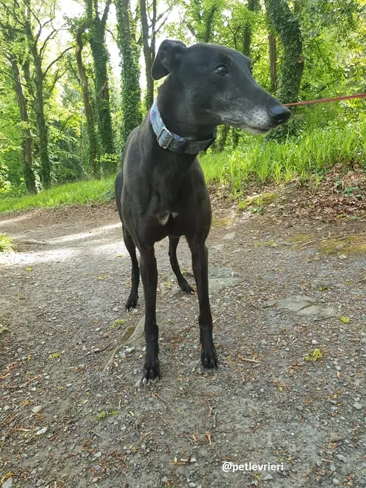 grace adozione greyhound 4 1