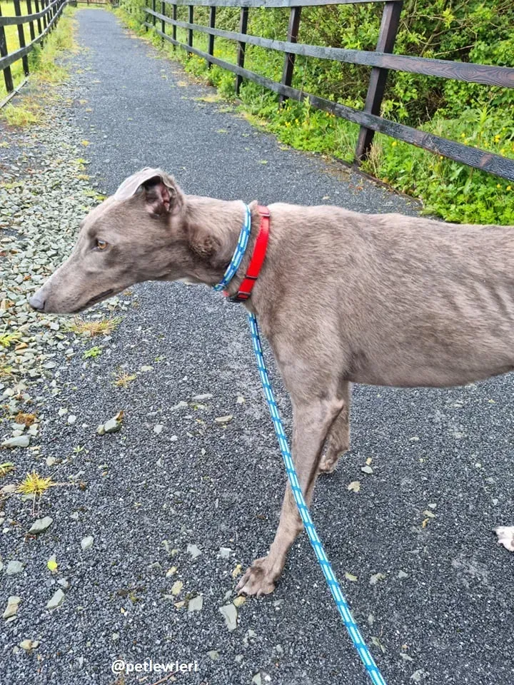 grace adozione greyhound 4 2