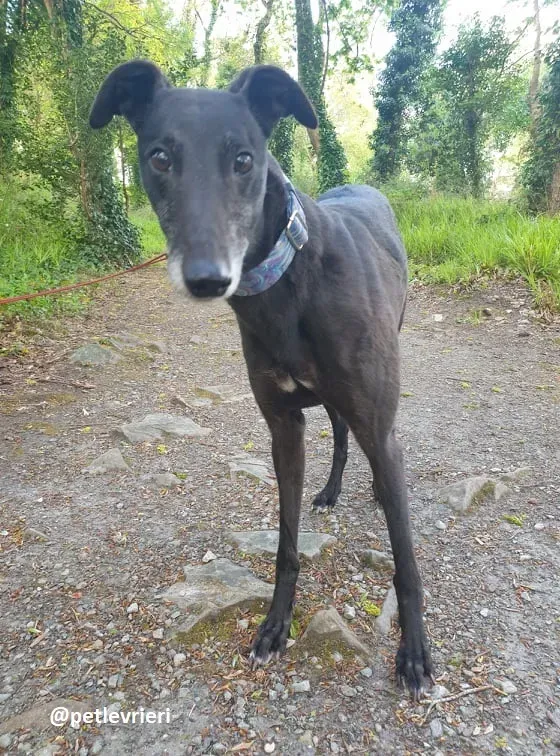 grace adozione greyhound 4