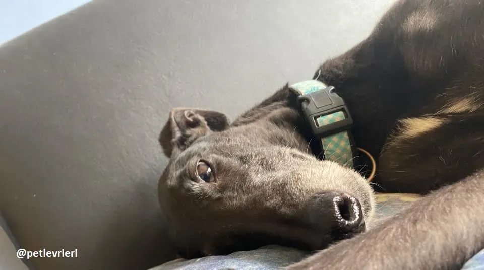 grace adozione greyhound 5 1