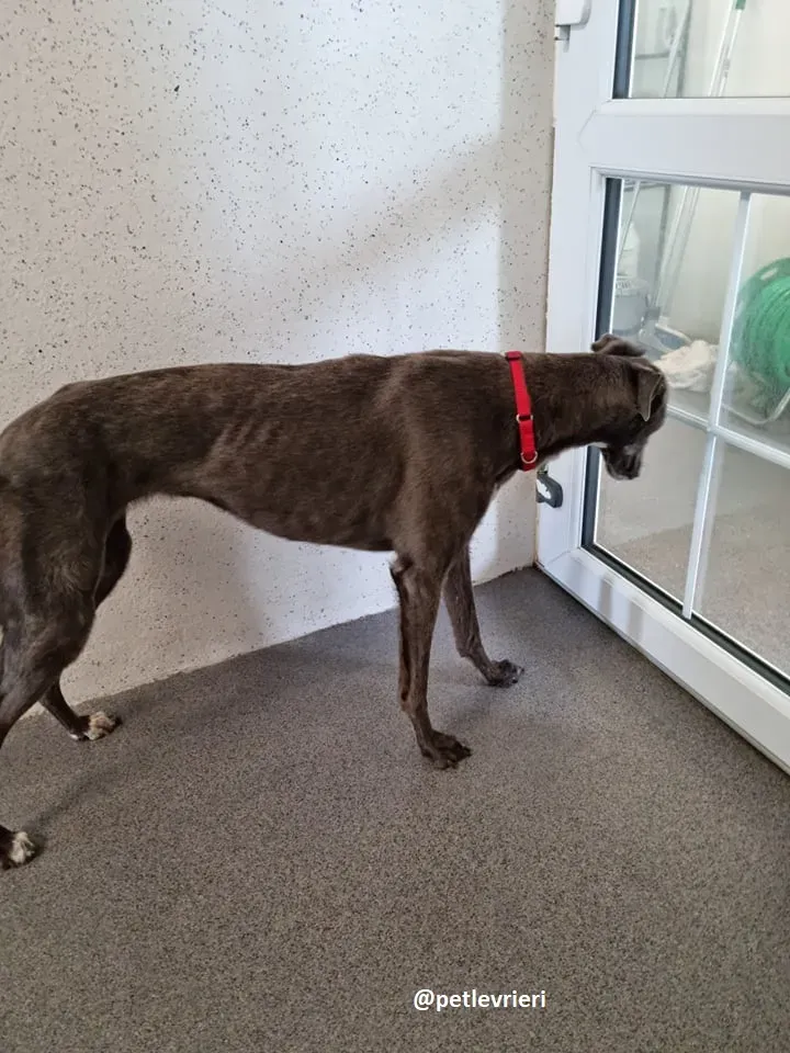 grace adozione greyhound 5 2