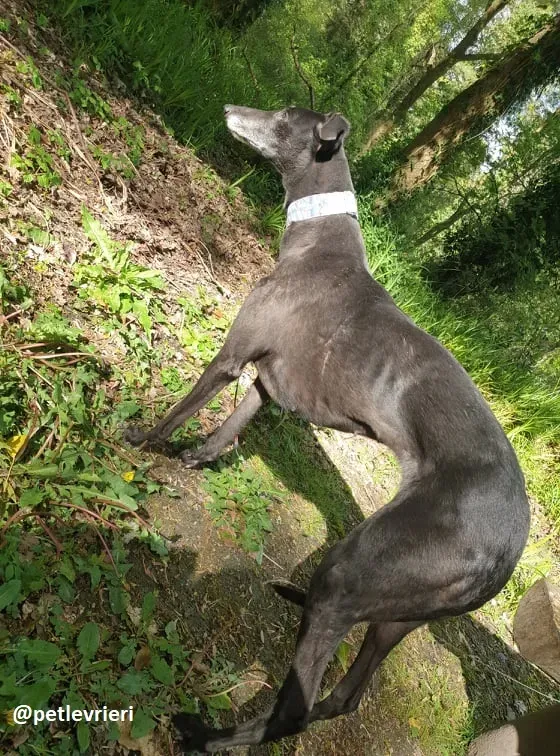 grace adozione greyhound 5