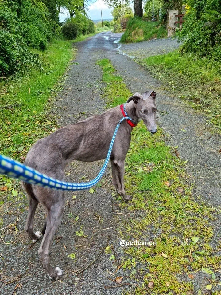 grace adozione greyhound 6 2