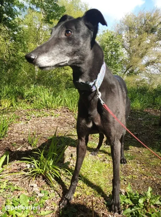 grace adozione greyhound 6