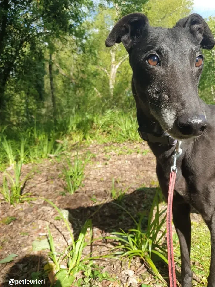 grace adozione greyhound 7 1