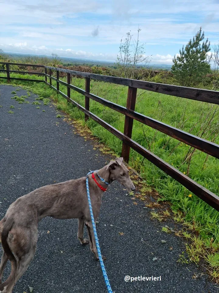 grace adozione greyhound 7 2