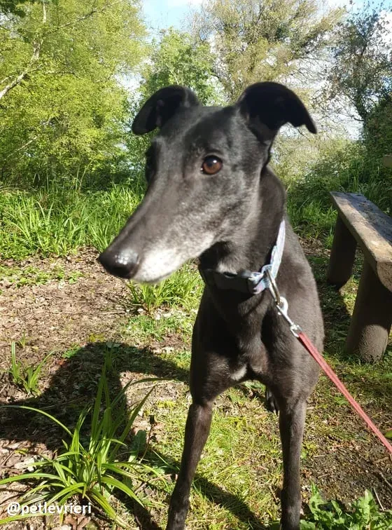 grace adozione greyhound 7