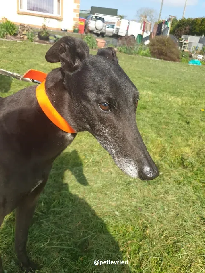 grace adozione greyhound 8 1