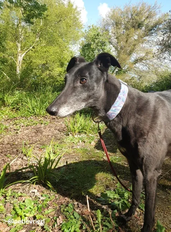 grace adozione greyhound 8