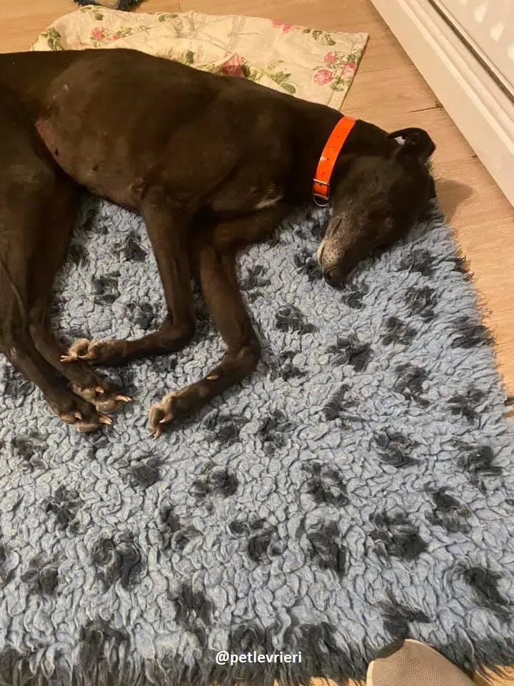 grace adozione greyhound 9 1