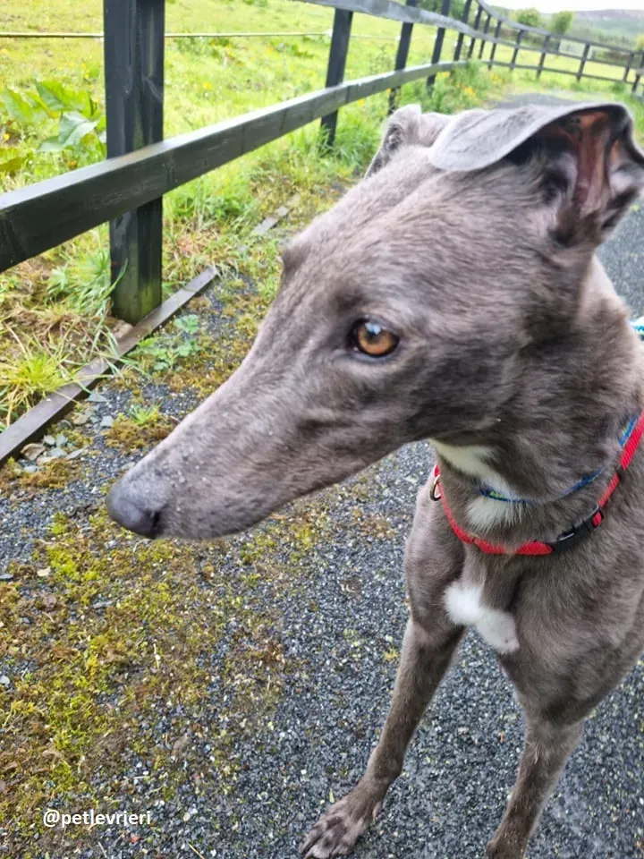 grace adozione greyhound 9 2