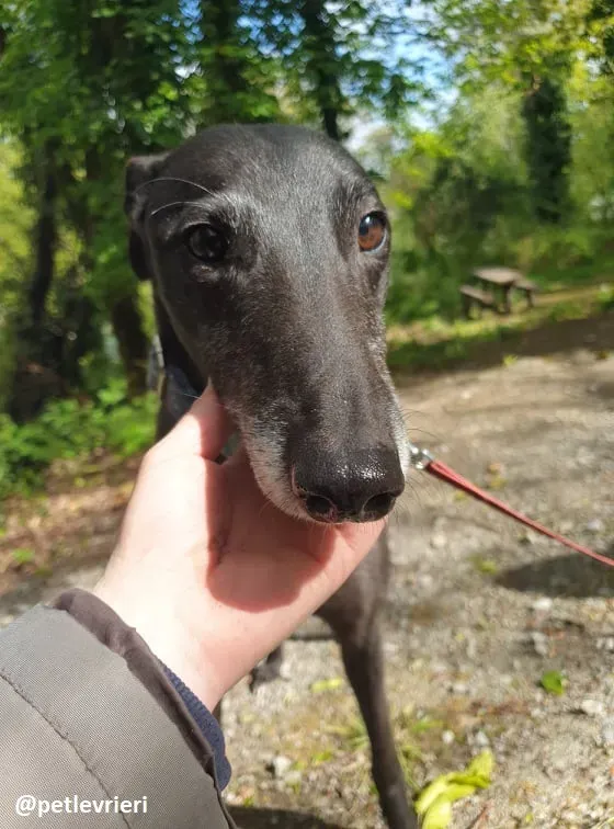 grace adozione greyhound 9