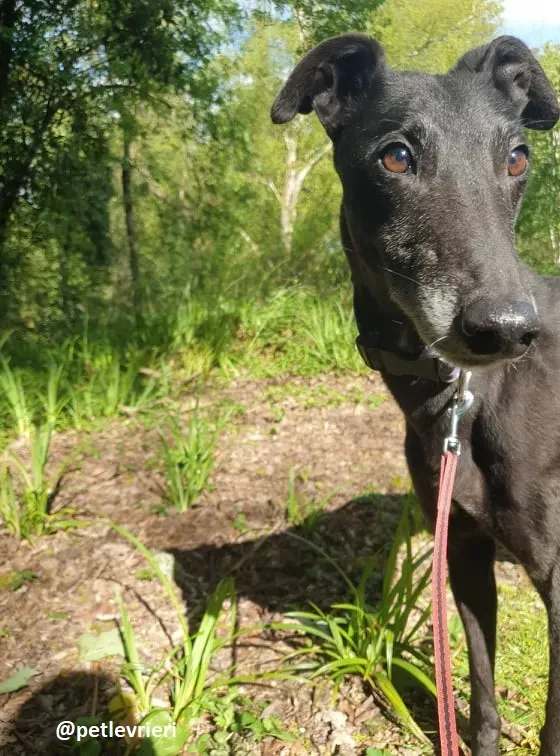 grace adozione greyhound