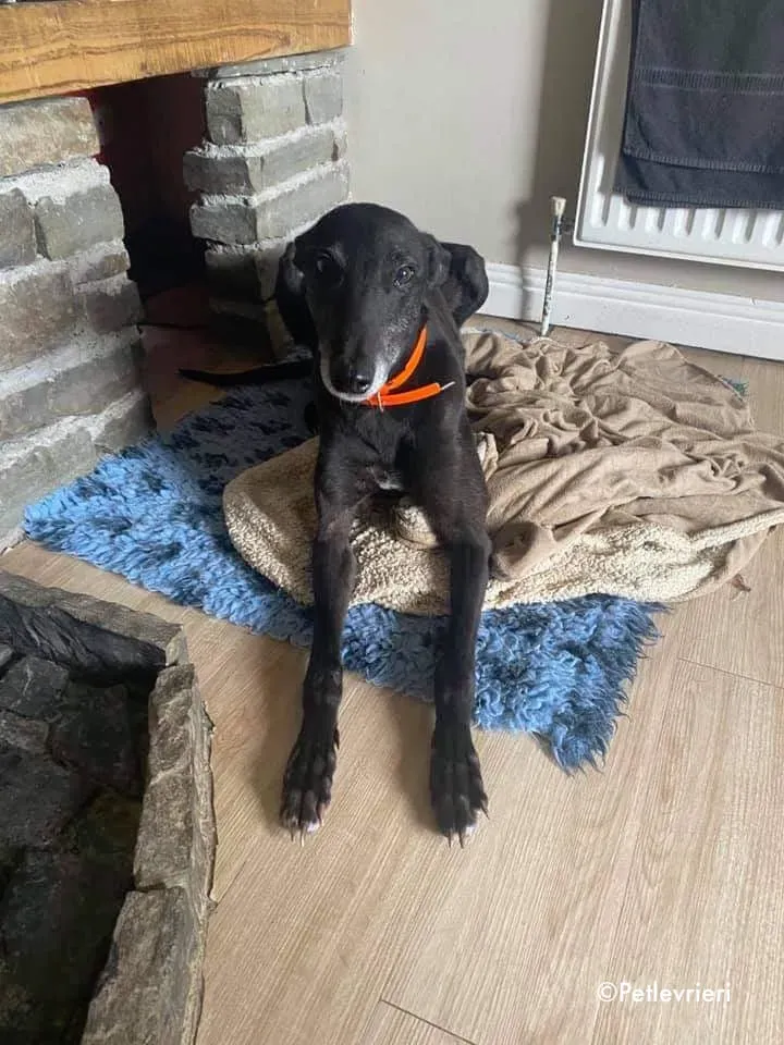 grace adozione levrieri greyhound 1 1