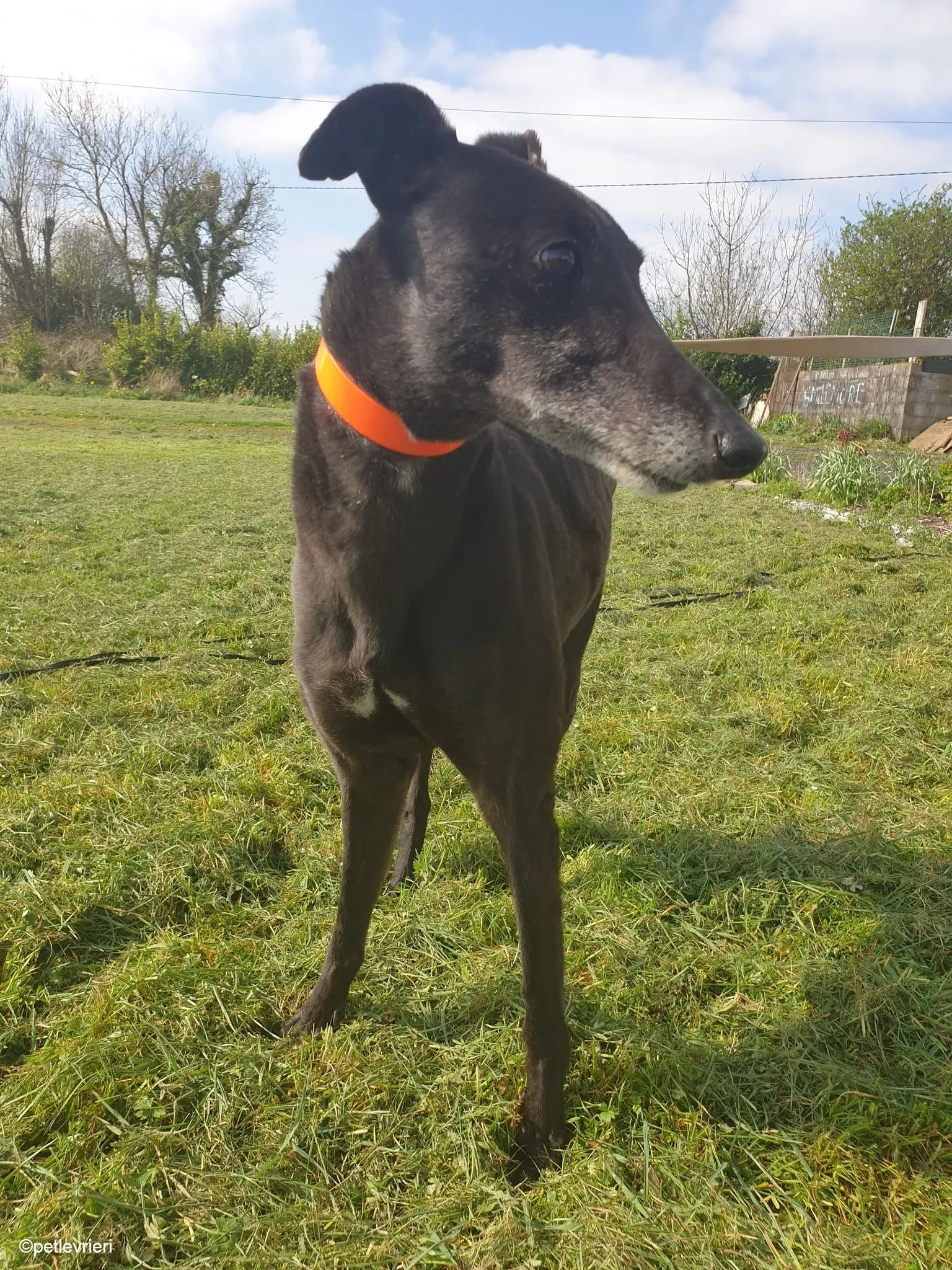 grace adozione levrieri greyhound 1