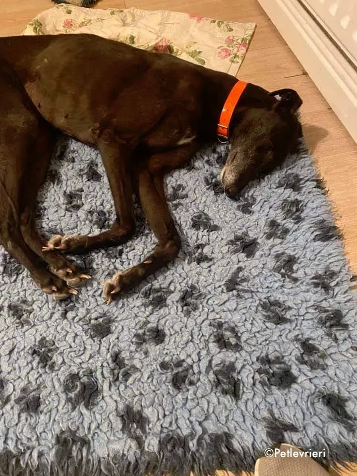 grace adozione levrieri greyhound 2 1