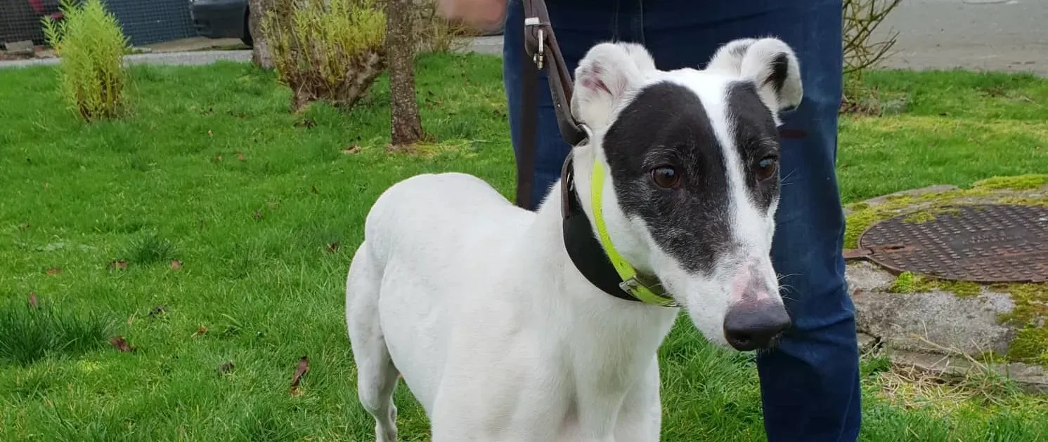 grace adozione levrieri greyhound 2 e1546977007342