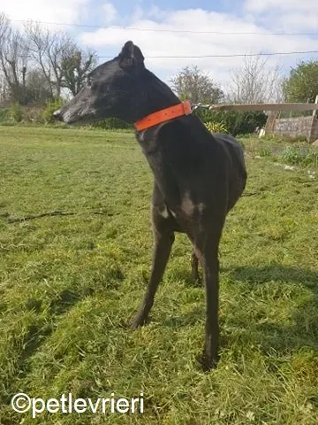 grace adozione levrieri greyhound 2