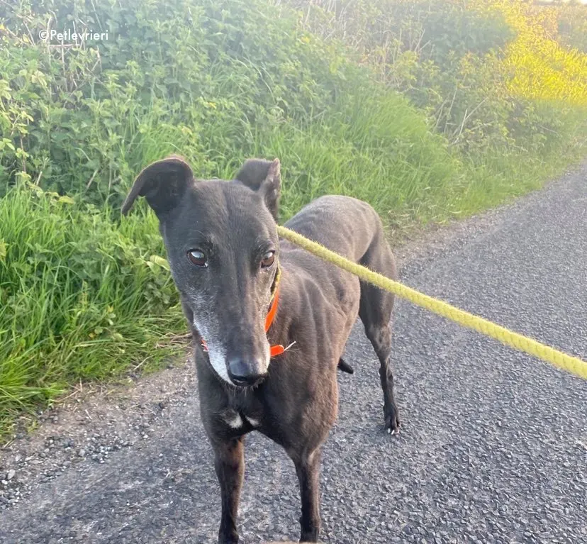 grace adozione levrieri greyhound 3 1