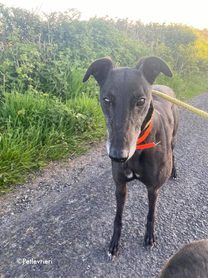 grace adozione levrieri greyhound 4 1