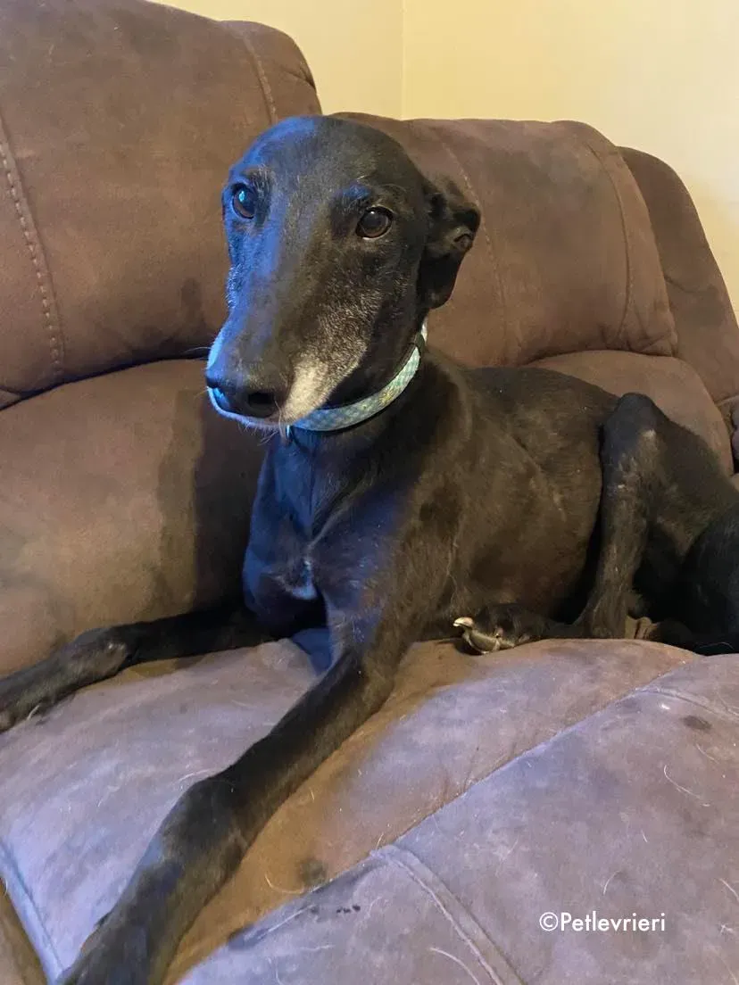 grace adozione levrieri greyhound 5 1