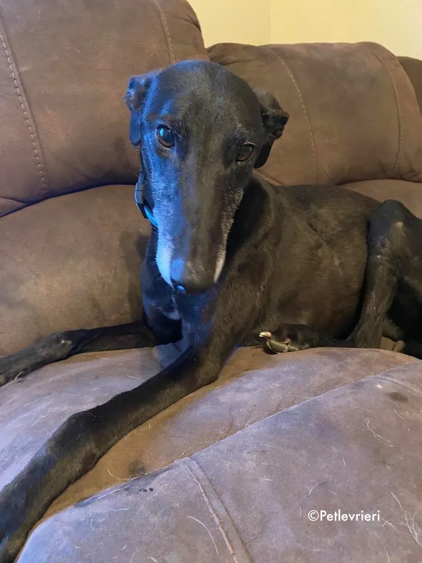 grace adozione levrieri greyhound 6 1