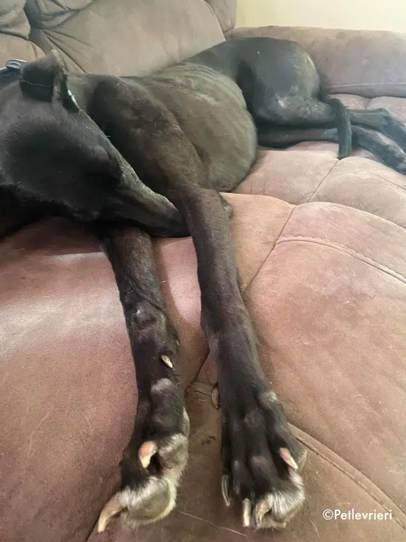 grace adozione levrieri greyhound 7 1