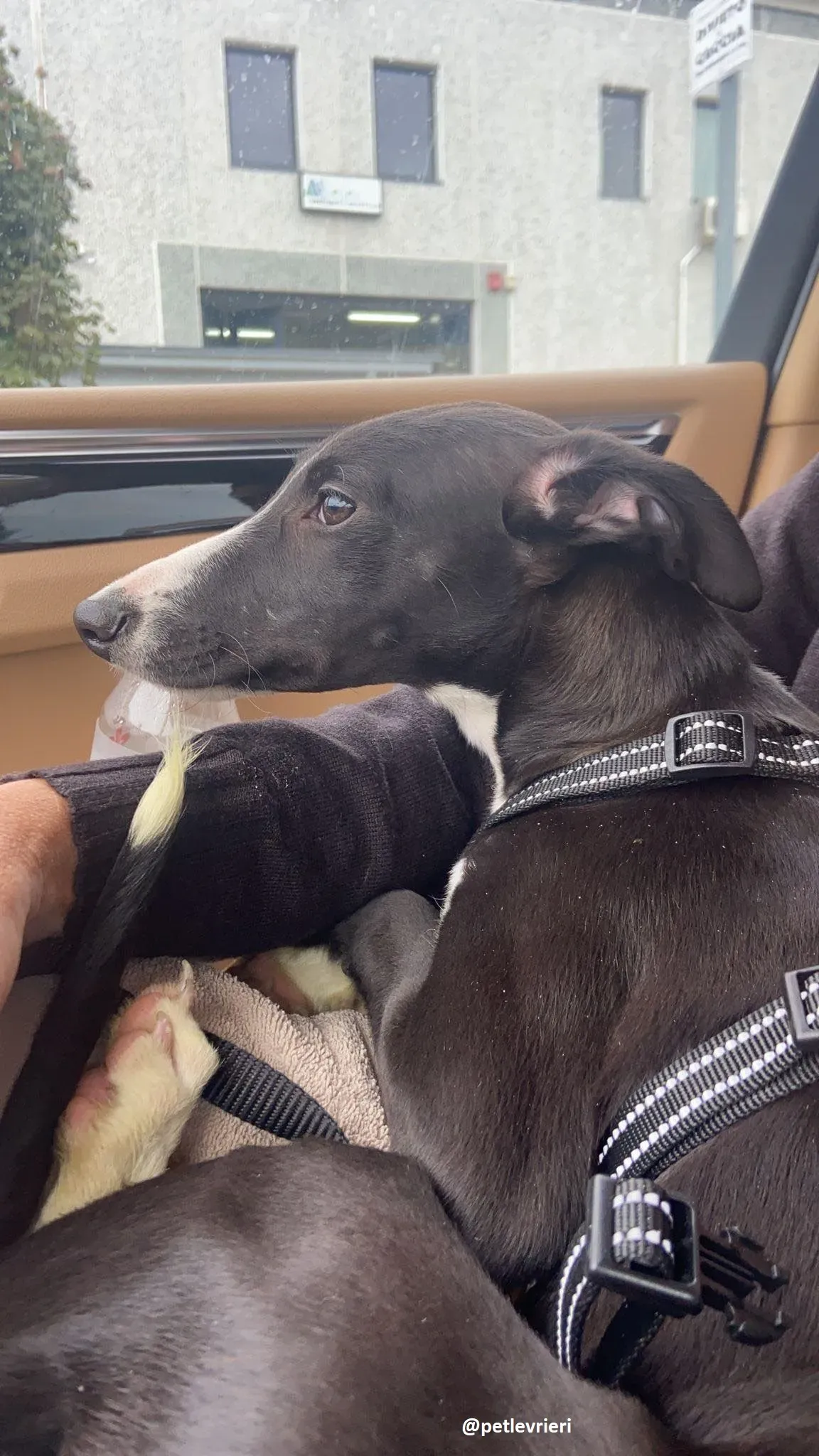 grace adozione lurcher greyhound 10