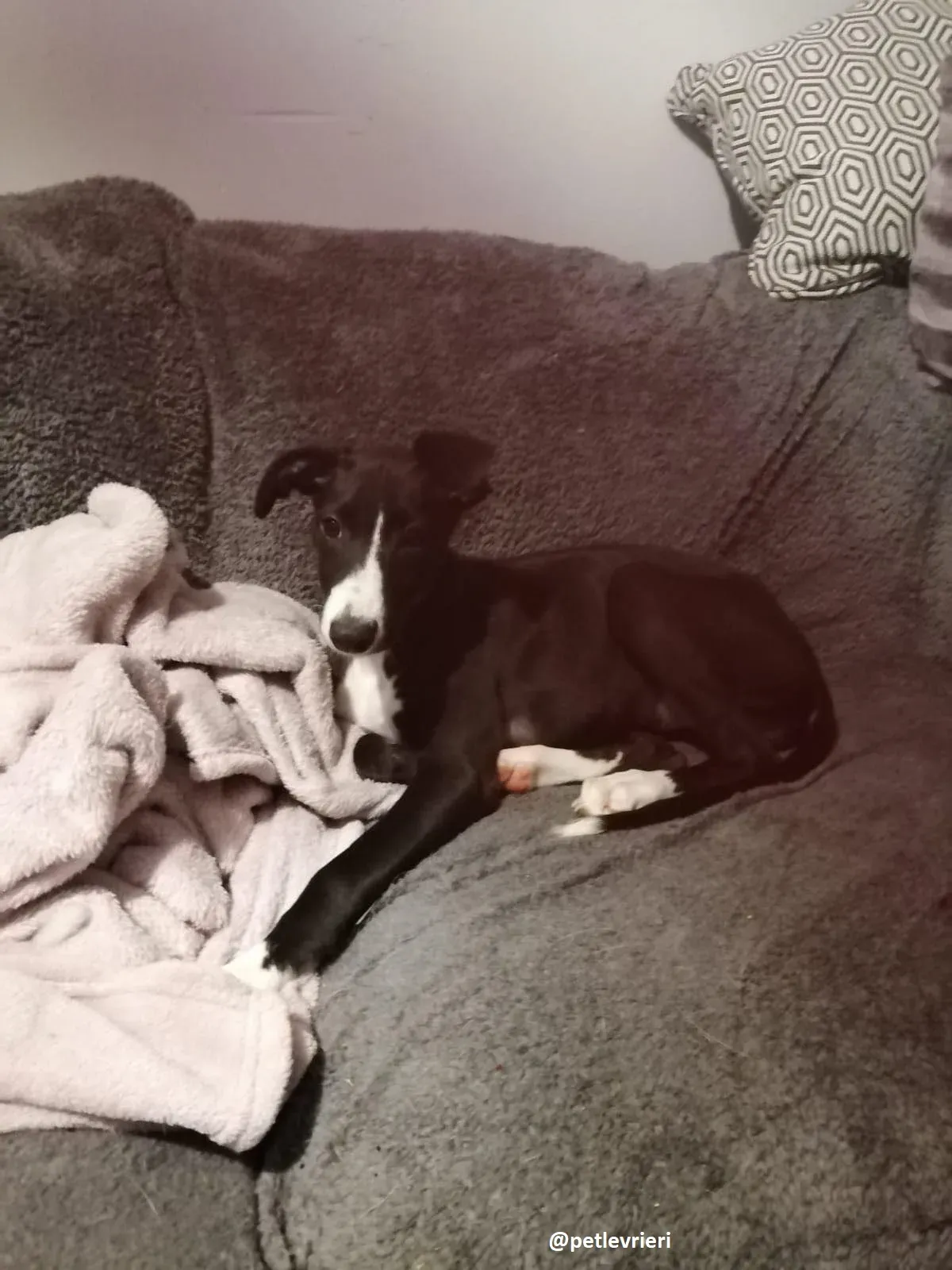 grace adozione lurcher greyhound 11