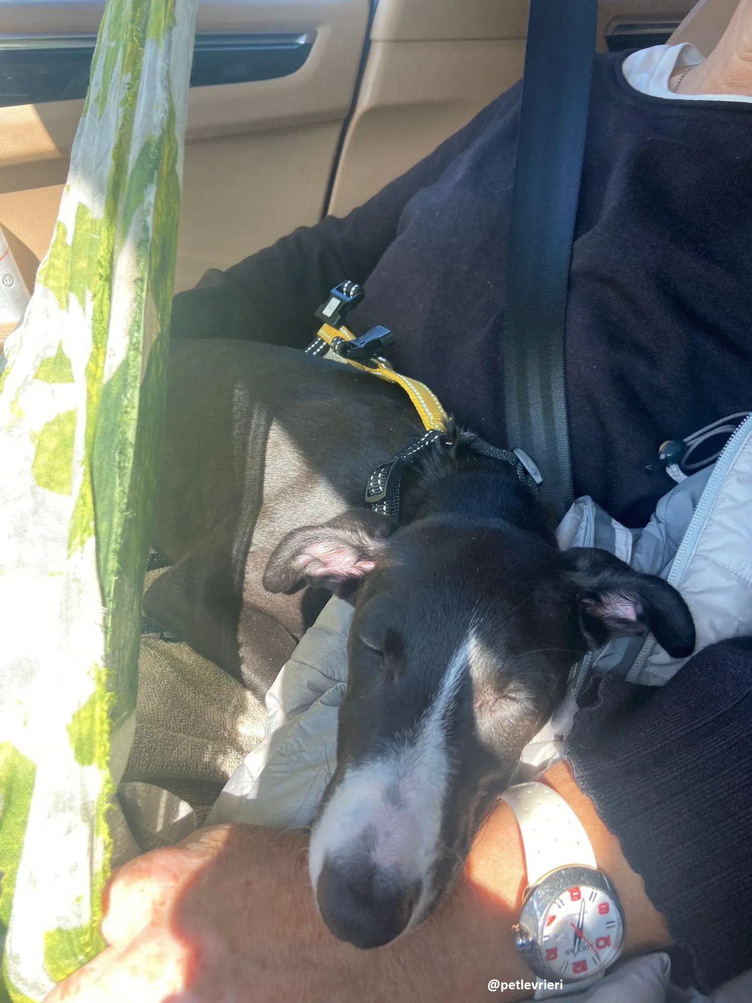 grace adozione lurcher greyhound 12