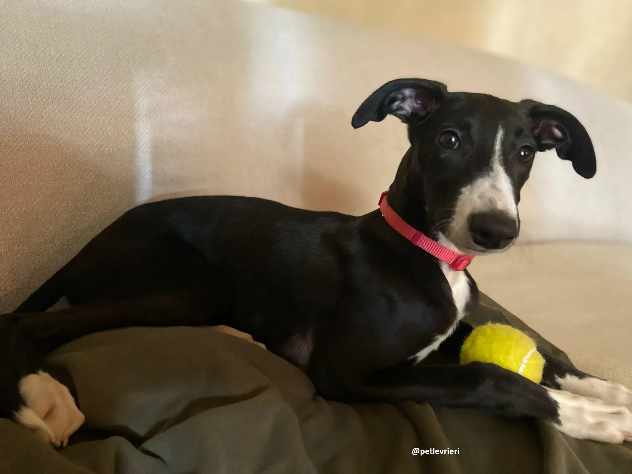 grace adozione lurcher greyhound 13