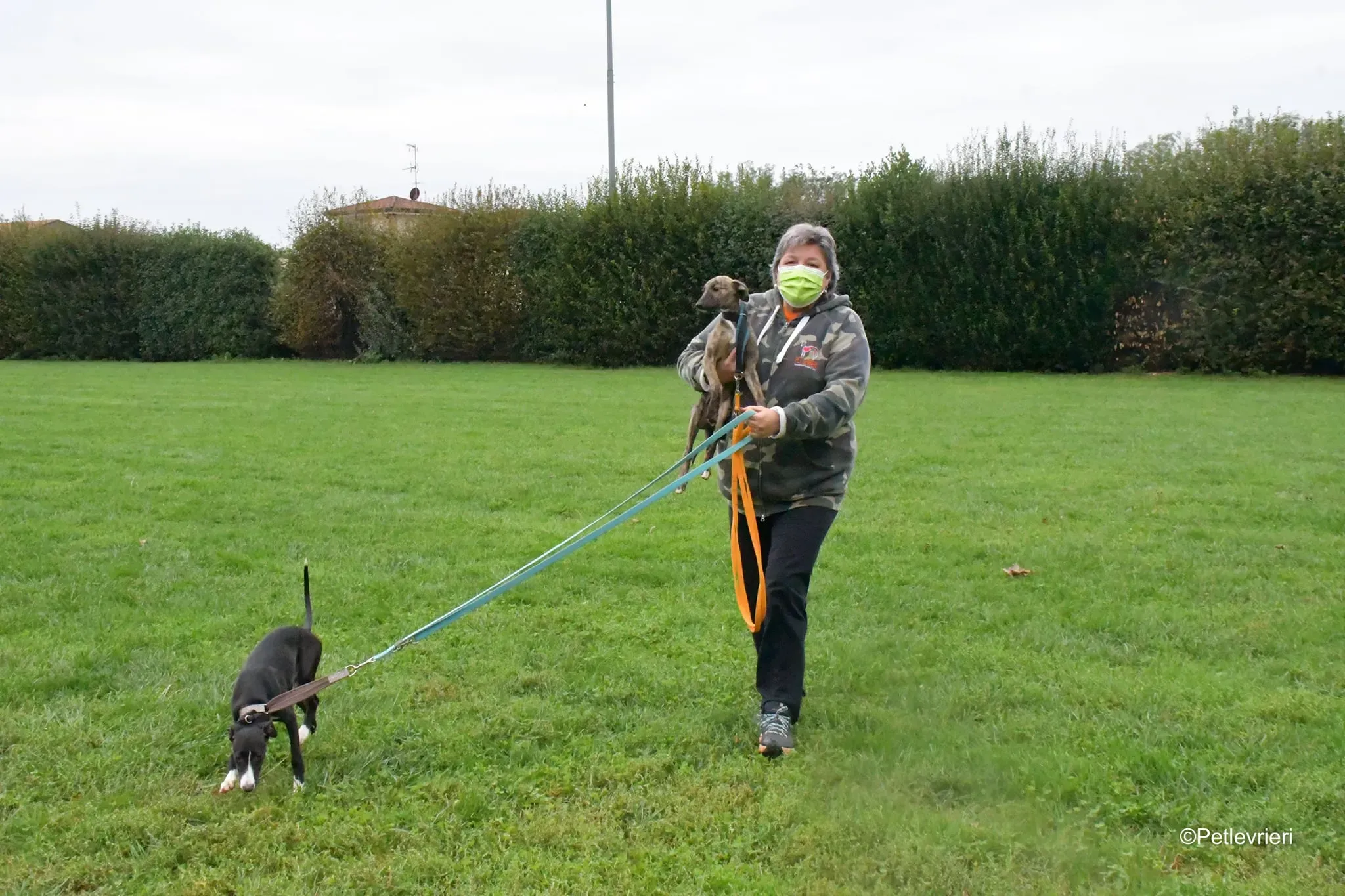 grace adozione lurcher greyhound 14