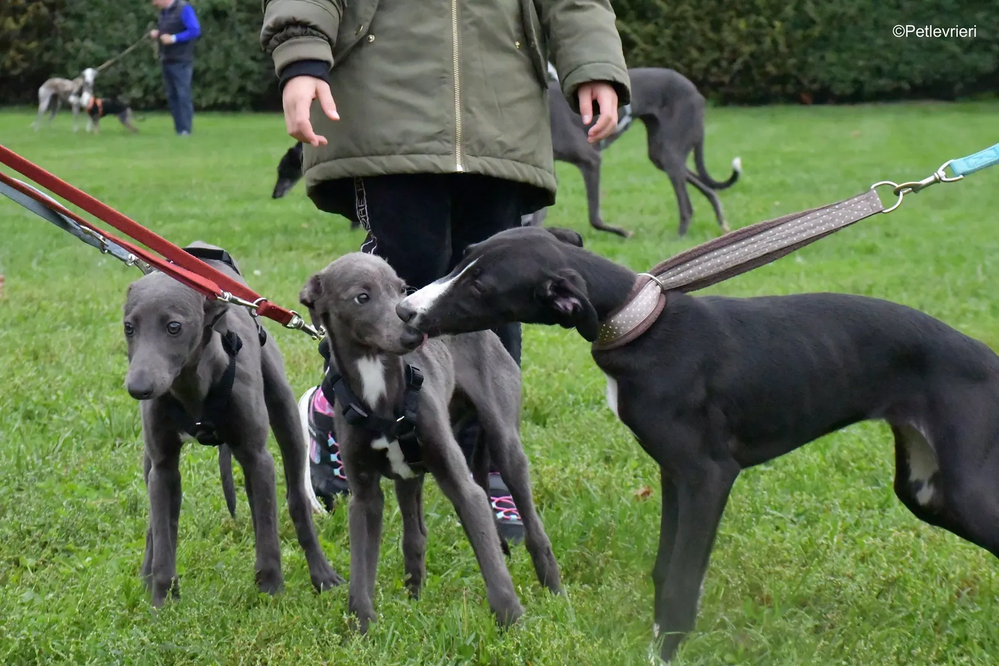 grace adozione lurcher greyhound 15