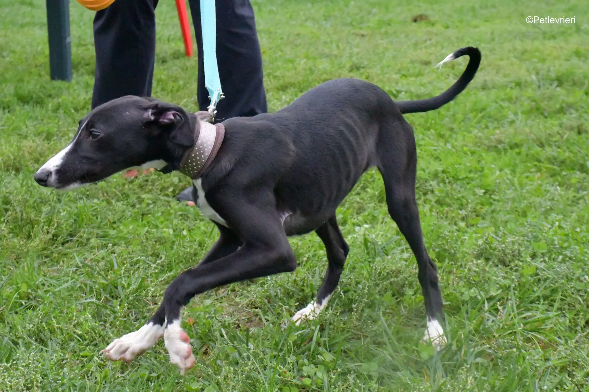 grace adozione lurcher greyhound 16